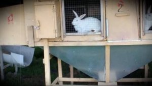 Разведение кроликов по методу Михайлова описание и отличие от традиционной системы выращивания