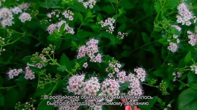 Значение имени Альбина. Толкование, судьба, характер
