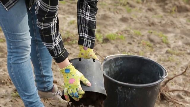 Як уникнути помилок і правильно посадити абрикоси? смотреть онлайн