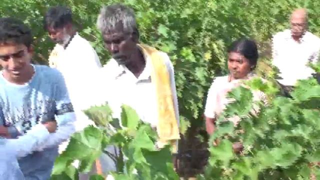 Project Jatropha-Farmers visit Jatropha farm in Mysore, India смотреть онлайн