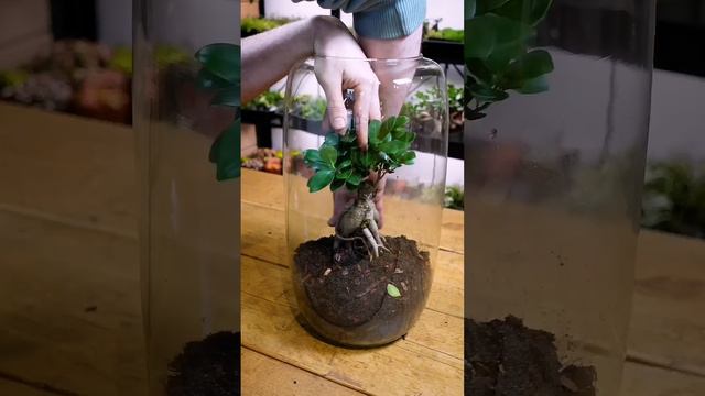 Make a GIANT bonsai terrarium