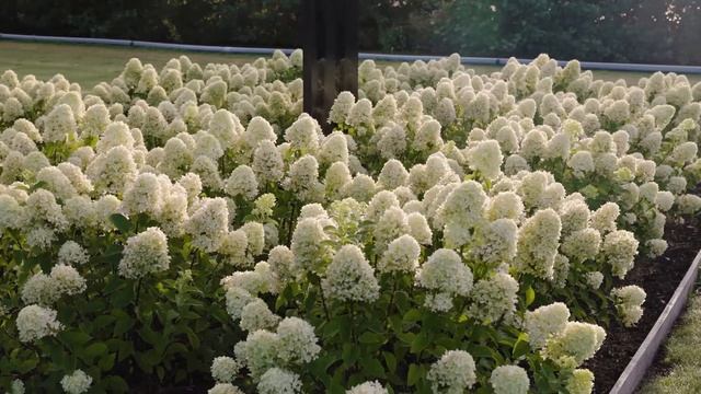 Hydrangea paniculata Living Little Passion смотреть онлайн