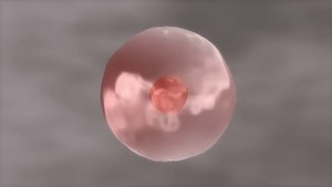 Cells for Kids | Learn about cell structure and function in this engaging and fun intro to cells