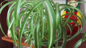 Хлорофитум цветок ? польза в доме и как размножить