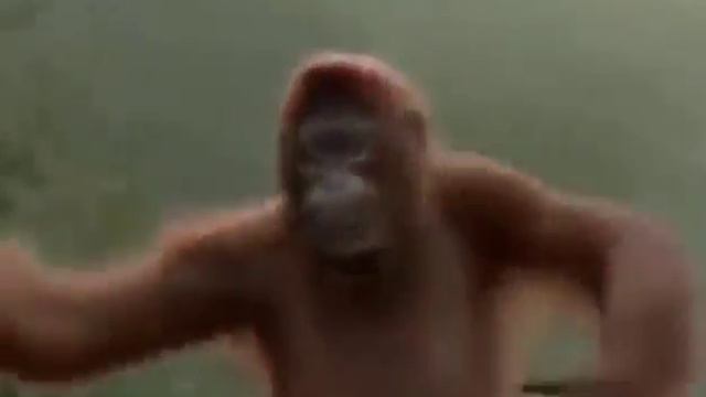 Смешные видео обезьяны в субботу