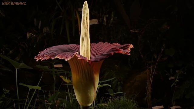 Растения из другого мира смотреть онлайн