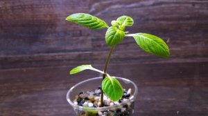 ЛИМНОФИЛА РУГОЗА ( Limnophila Rugosa )