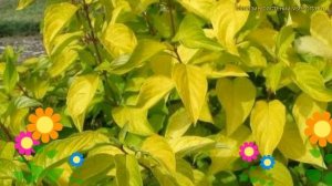 Дерен белый Неон Бёрст. Краткий обзор, описание характеристик cornus alba Neon Burst