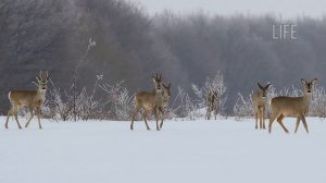 Как охотиться на косулю зимой без собаки? Как приманить косулю зимой?  Часть 1