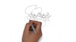 как нарисовать кувшинку,how to draw a lily,cómo dibujar un lirio