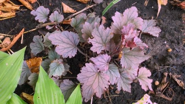 Гейхеры, гейхереллы - красочные растения для тенистого сада. ??? смотреть онлайн