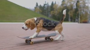собака бильг пинает скейтборд и катается на нем