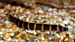 Акантофтальмусы Кюля кушают