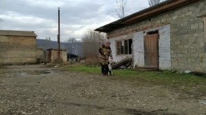 ДРЕССИРОВКА ЩЕНКА АМСТАФФА 5 МЕСЯЦЕВ