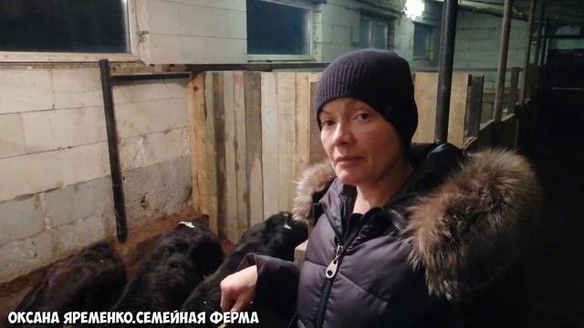 Кормление тёлочек