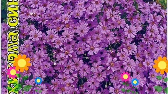 Брахикома обыкновенная (Блю). Краткий обзор, описание характеристик, где купить семена смотреть онлайн