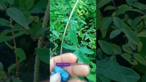 Саженцы жимолости. Растут, цветут и плодоносят.