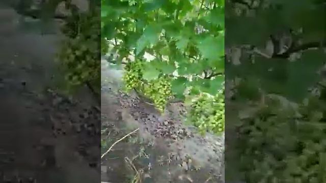 21июля 2023год Обрезка молодых побегов на винограде чтоб меньше цеплялись болячки такие как милдью смотреть онлайн