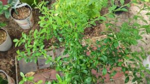 Микроцитрус кровавый лайм. Australian blood lime.