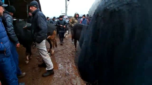Молбозор 13.02.2022. Живой вес, цены на быки пошли вверх. Нархи букахо камтар боло рафт.