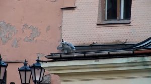 herring gull vs crow / серая чайка против вороны