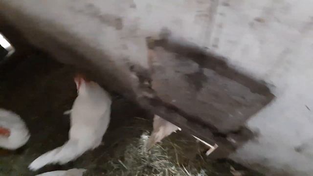 Куры несушки на даче. смотреть онлайн