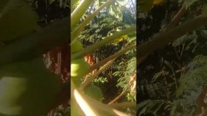Так выглядит растущая папайя