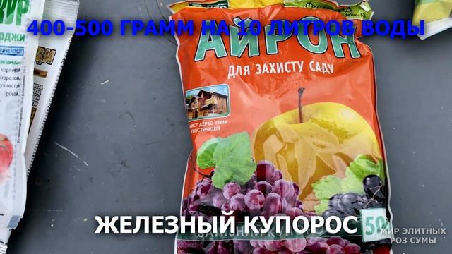 Спасаем розы от болезней. Обработка фунгицидами. Чем я обрабатываю свои розы 28 сентября 2021 года. смотреть онлайн