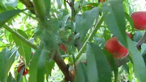 персик кондор