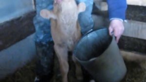 приучение теленка к ведру