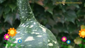 Лагенария обыкновенная Гусь в яблоках. Краткий обзор, описание lagenaria siceraria Gus v iablokakh