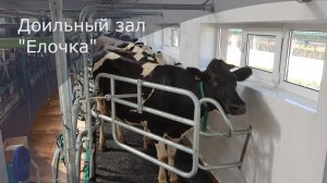 Доильный зал типа Елочка пользуется заслуженной популярностью у производителей молока. +79184881647
