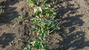 КАК БОРОТЬСЯ С ДОЛГОНОСИКОМ  И ДРУГИМИ  ВРЕДИТЕЛЯМИ НА КЛУБНИКЕ ВЕСНОЙ