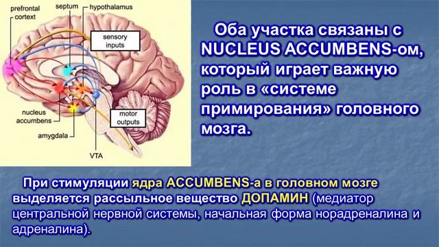 НОВОЕ НАЧАЛО – 11.  Прощение и Нейронаука.  Чудное исцеление человека через прощение! Часть 1