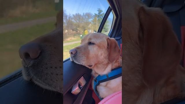 Пес в машине наблюдает в окно автомобиля.