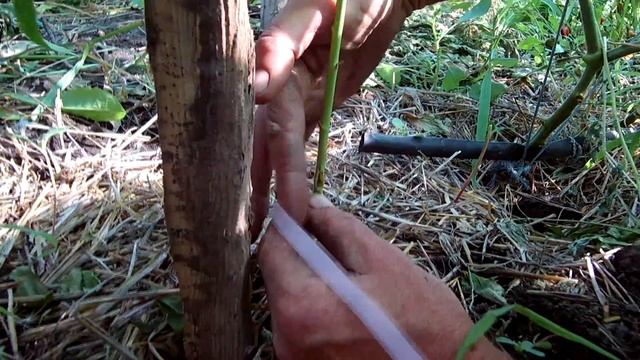 Окулировка почкой лучший способ /  Прививка почкой оптимальные сроки