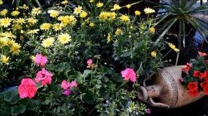 Цветы в саду: примеры композиций