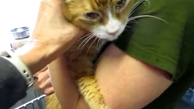 Giant Orange Tabby ATREYU -- sweet, sad, declawed ... needs a forever home! смотреть онлайн