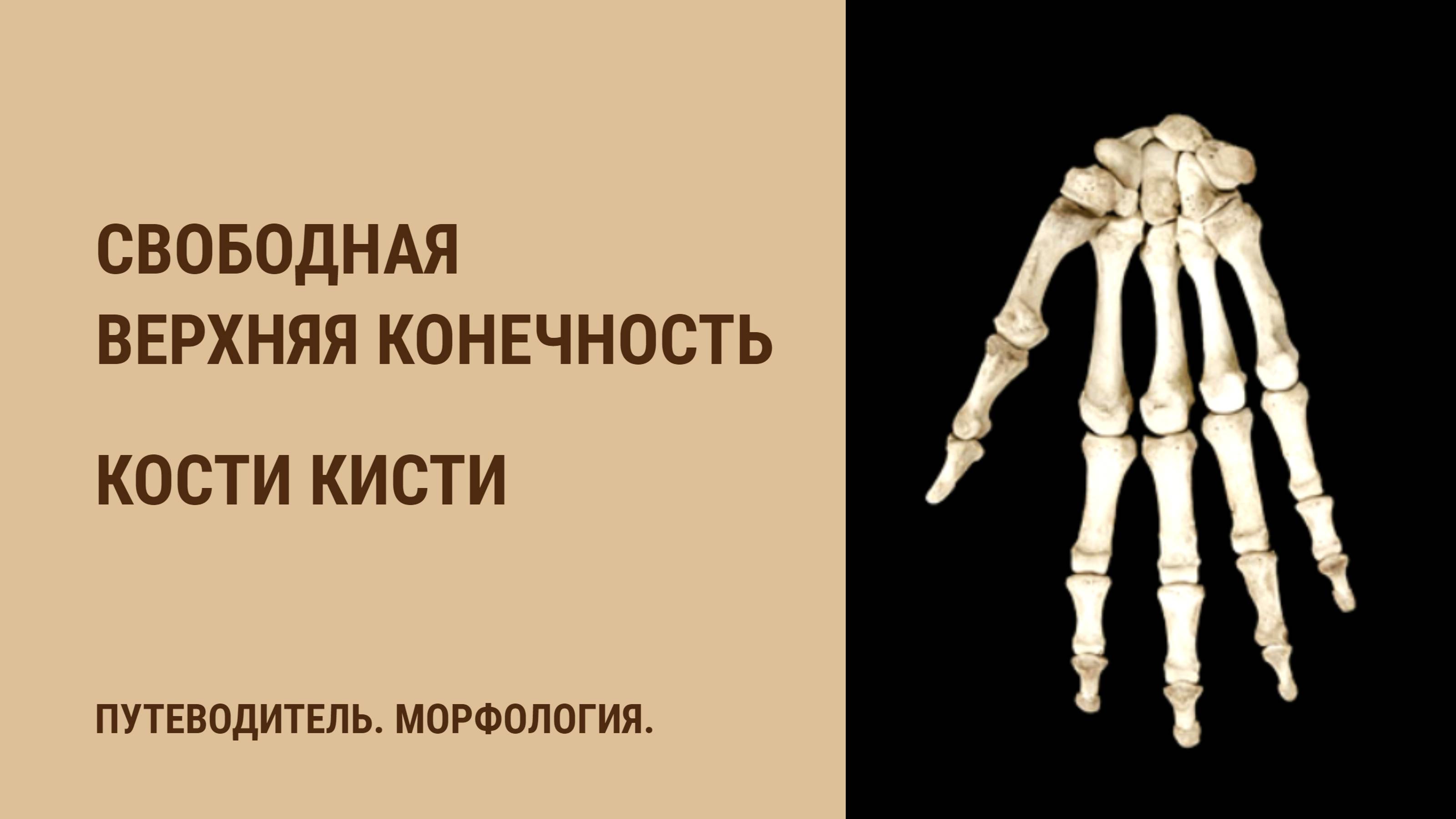 Кости свободной верхней конечности. Кости кисти