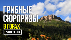 ГРИБНЫЕ СЮРПРИЗЫ В ГОРАХ.  15 августа 2022 г.  Сбор подосиновиков, ежовика жёлтого и рамарии жёлтой.