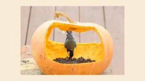 КОРМУШКИ ДЛЯ ПТИЦ и не только ?