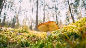 Belarus, Europe. Time lapse mushroom. Russula emetica - sickener, emetic russula, or vomiting