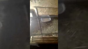 Индюшата двухнедельные