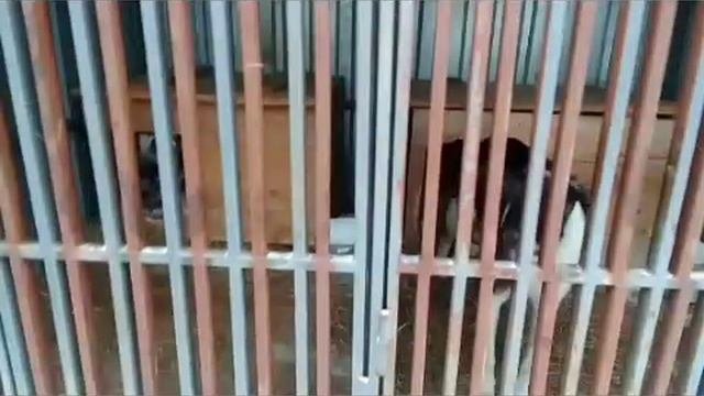 Собачки в приюте! // Бедные собачки