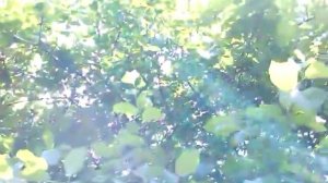Плоды терна-Терновник часть 2.Как вырастить терн