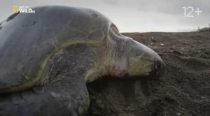 Охота ягуара на побережье (ч.1)