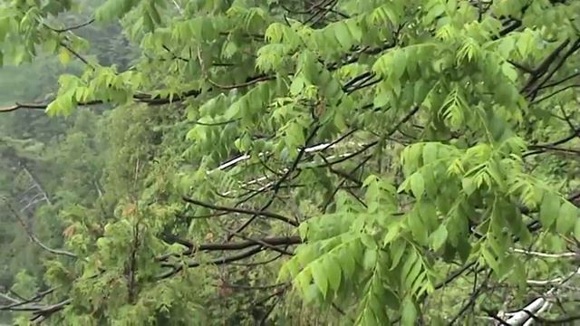 Montmorency Falls самый высокий водопад в Quebec ч.5 смотреть онлайн