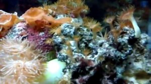 Corals in aquarium / Кораллы в аквариуме Пхукета