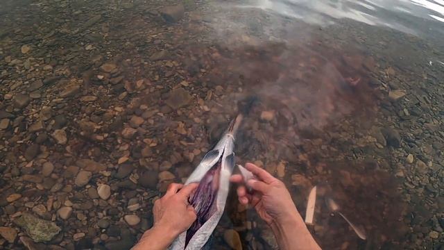 Чем питается таймень, Оленек смотреть онлайн