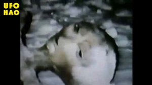 В Интернет просочилось видео с инопланетянином, застрявшим на ограждении